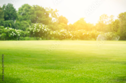 Fototapeta Naklejka Na Ścianę i Meble -  Blurred green lawn and sunlight