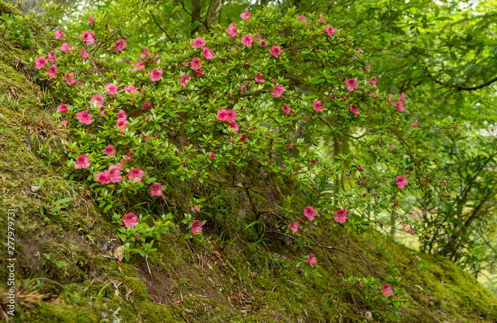 Pink Flower Bush in Terra Nostra Botanical Garden in Furnas, Sao Miguel Island, Azores, Portugal