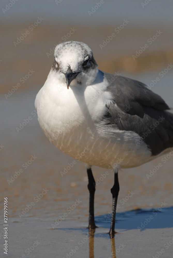 Obraz na plátně One Gull