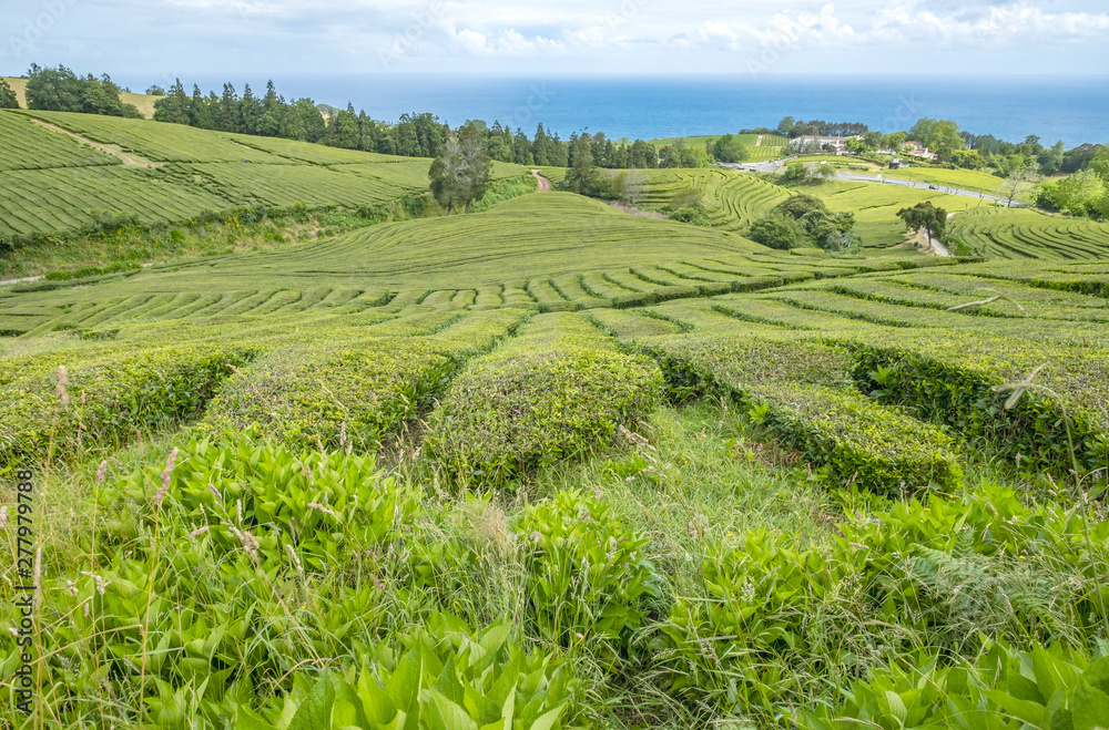 Gorreana Tea Plantation in Sao Miguel, Azores, Portugal