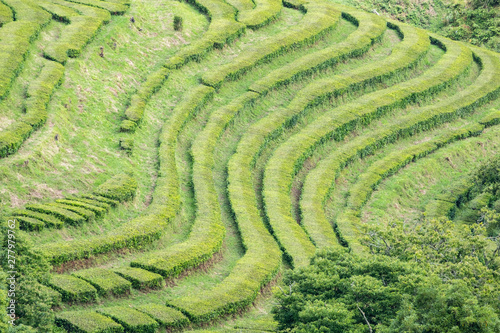 Gorreana Tea Plantation in Sao Miguel, Azores, Portugal