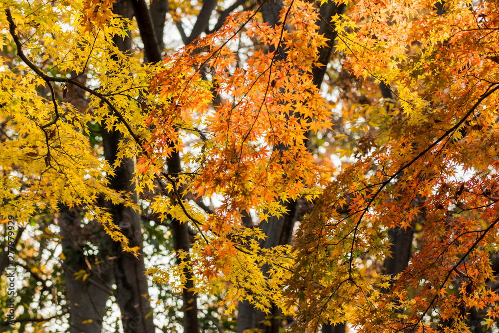 日本の四季　紅葉　背景素材