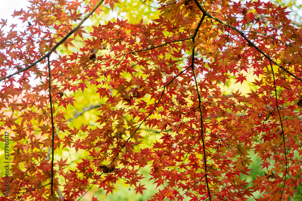 日本の四季　紅葉　背景素材