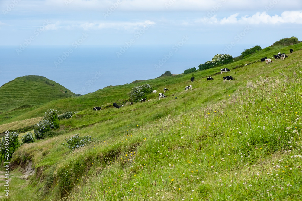 Cattle Grazing on the Pasture in Sao Miguel, Azores, Portugal