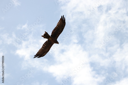 eagle in flight © Rahul