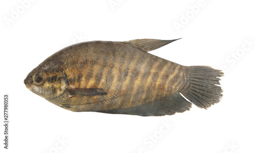 Snakeskin gourami fish isolated on white background, Trichopodus pectoralis