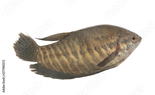 Snakeskin gourami fish isolated on white background, Trichopodus pectoralis photo