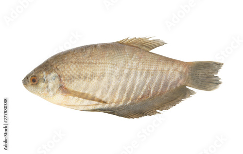 Snakeskin gourami fish isolated on white background, Trichopodus pectoralis photo