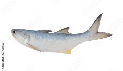 Fourfinger threadfin fish isolated on white background, Eleutheronnema teradactylus