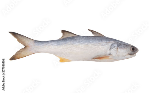 Fourfinger threadfin fish isolated on white background, Eleutheronnema teradactylus
