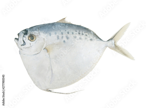 Foto Razor moonfish isolated on white background, Mene maculata