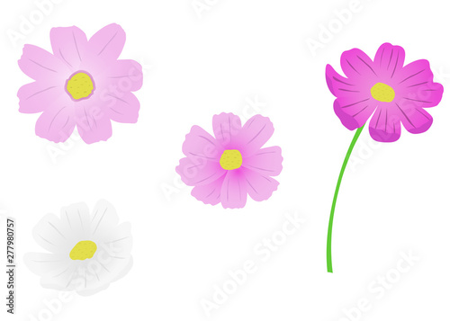 コスモスの花