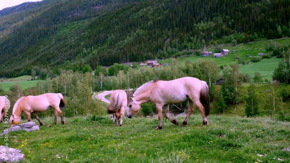 Beautiful fjord horses mares grazing on green grass in mountainside pasture in Norway. Beautiful fjord horses mares grazing on green grass in mountainside pasture in Norway.