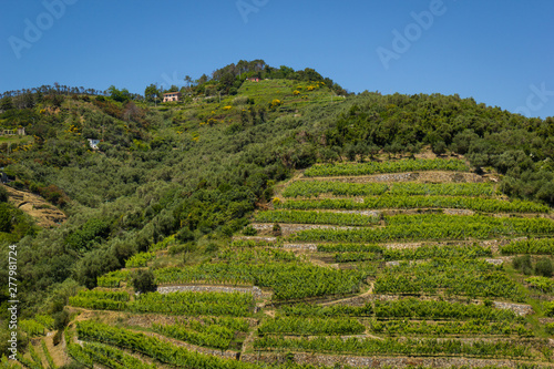terraces in cinque terre