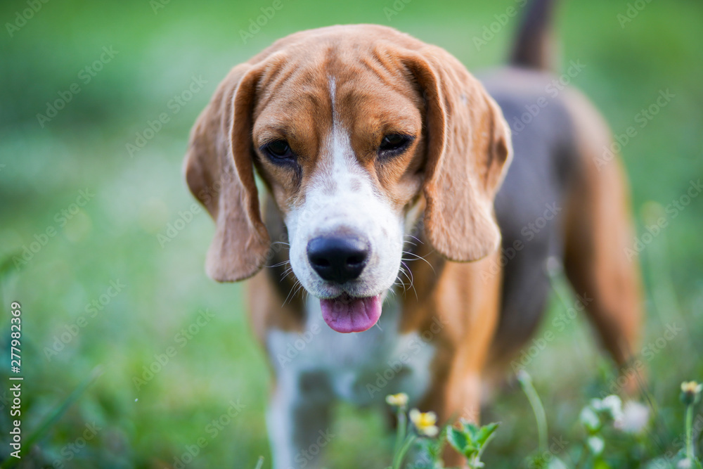 Portrait of a cute beagle dog standing outdoor in the park.