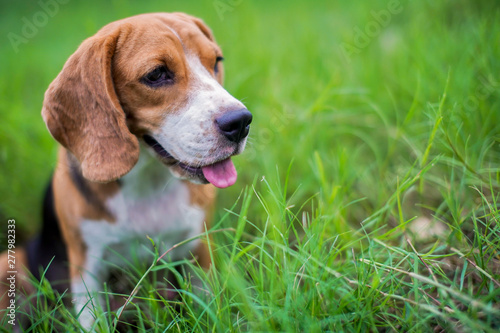 A cute beagle dog sitting on the green grass field.