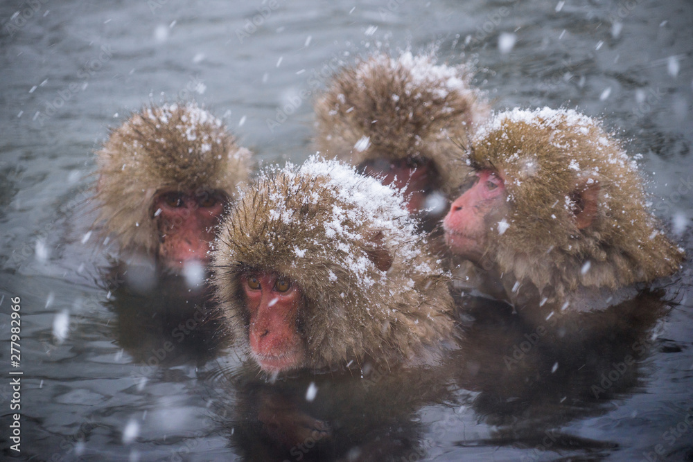 Snow monkeys (Japanese Macaques) bathe in onsen hot springs while snow