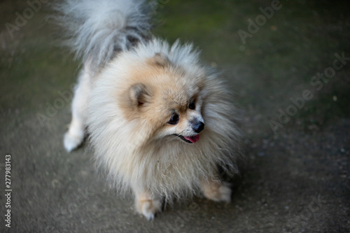 The Pomeranian is a breed of dog of the Spitz type that is named for the Pomerania