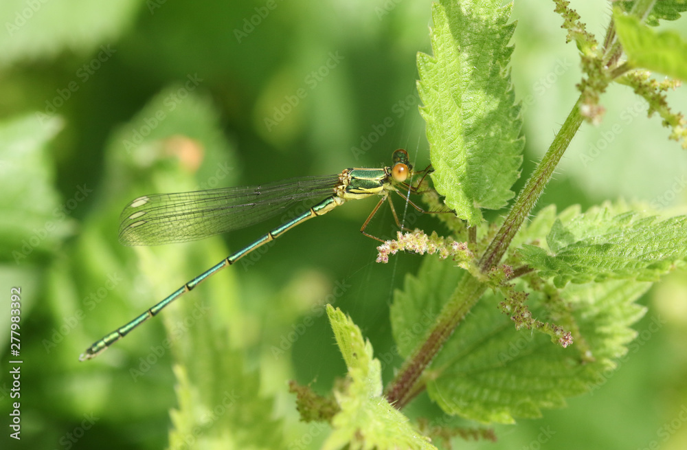 A stunning rare Willow Emerald Damselfly, Chalcolestes viridis, perched on a Stinging Nettle plant. A stunning rare Willow Emerald Damselfly, Chalcolestes viridis, perched on a Stinging Nettle plant.