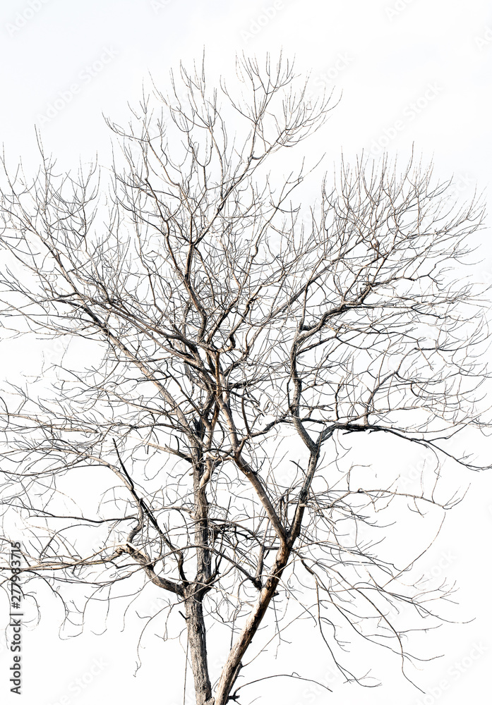 Dead tree on white background