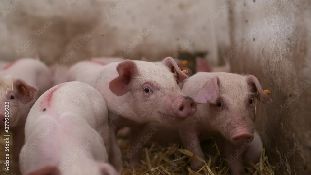 pigs on livestock farm, pigs farm, livestock farm. Modern Agricultural Pigs Farm pigs on livestock farm, pigs farm, livestock farm. Modern Agricultural Pigs Farm