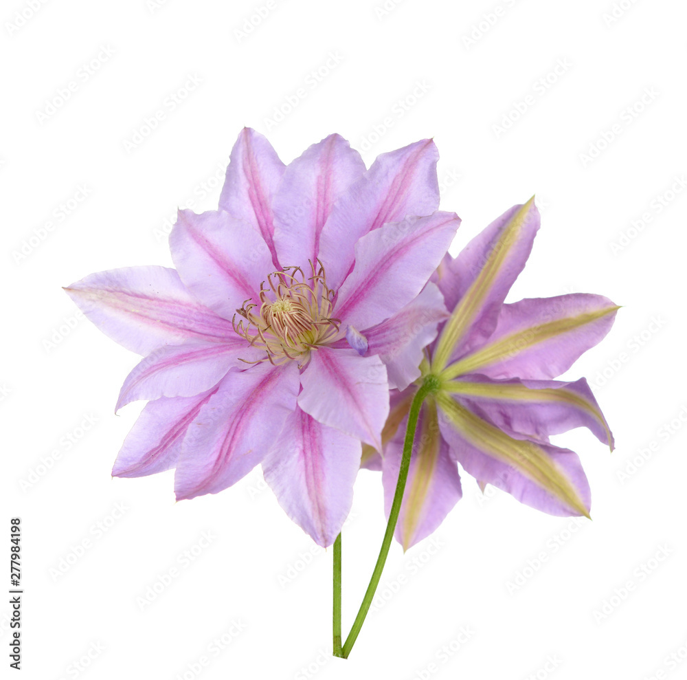 clematis