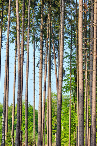 High spruce trees seen in a german forest