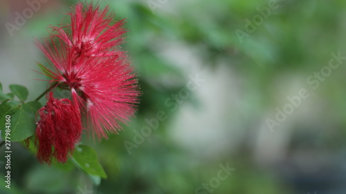 red flower