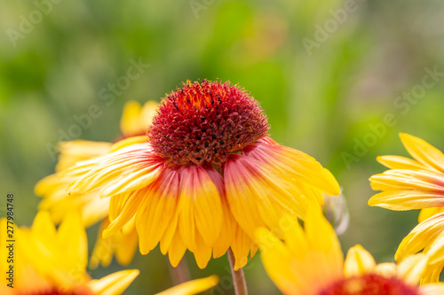 Outdoor spring  blooming yellow flower  gerbera   Gaillardia pulchella Foug.