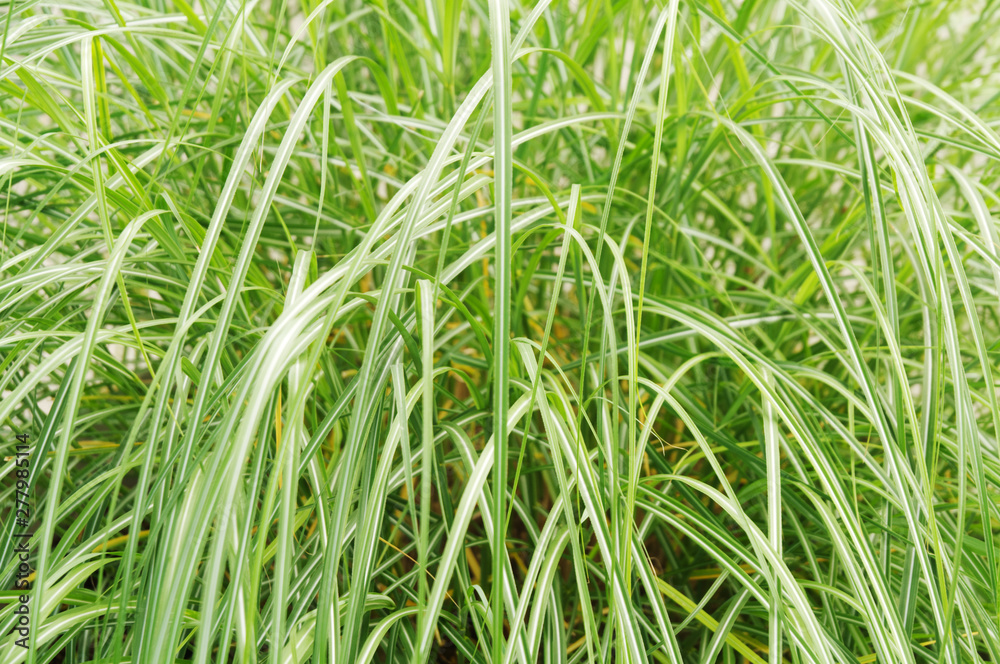 striped leaves of an east asian sedge