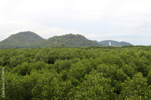 Green mangrove forest at Sirinart Rajini Mangrove Ecosystem Learning Center. Pranburi, Prachuap Khiri Khan Province, Thailand.