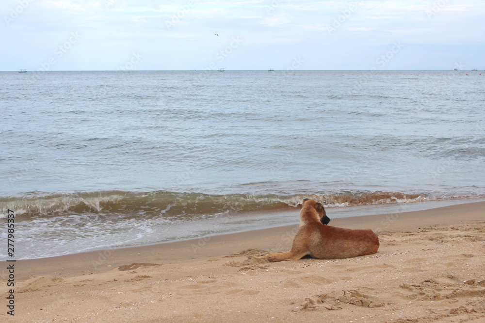 A dog sitting on the beach in the evening. A dog sitting on the beach in the evening.
