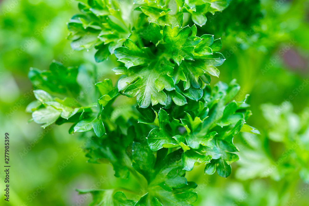 fresh raw parsley leaves macro fresh raw parsley leaves macro