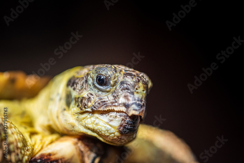Closeup portrait of a domestic land turtle against a dark background. © shymar27