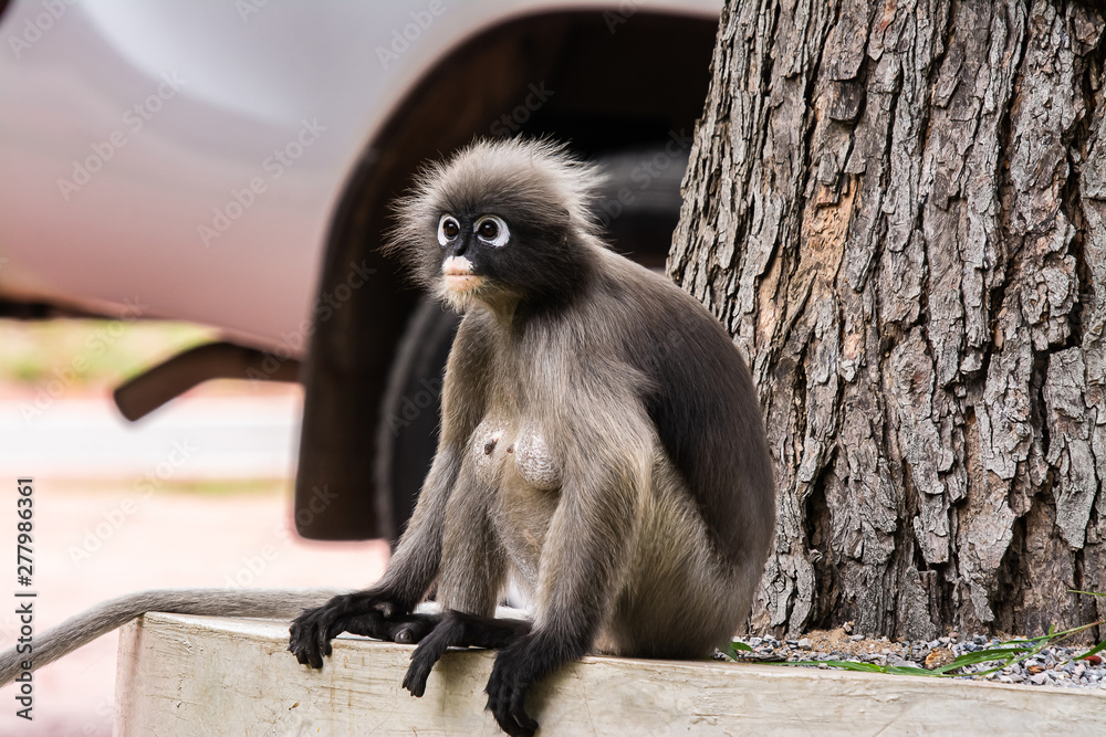Obraz premium Dusky leaf monkey in Thailand