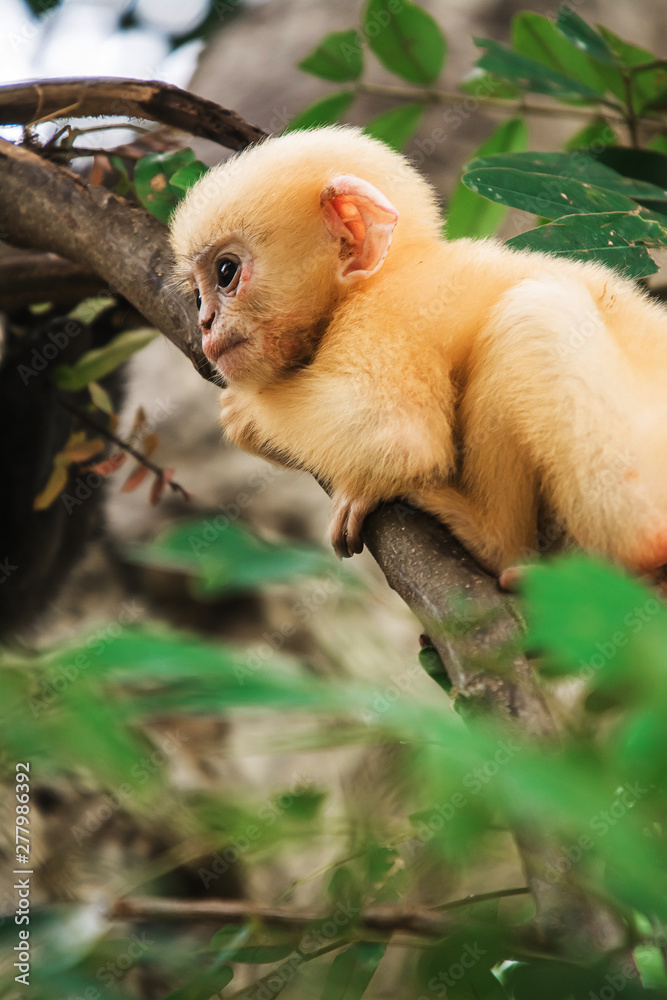 Fototapeta premium Dusky leaf monkey in Thailand