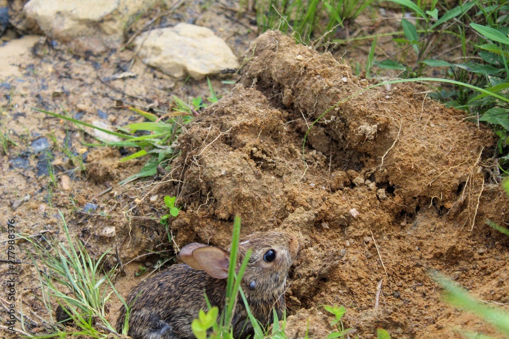 Small Brown Eastern Cottontail Rabbit in the Wild Small Brown Eastern Cottontail Rabbit in the Wild