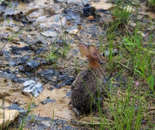 Small Brown Eastern Cottontail Rabbit in the Wild