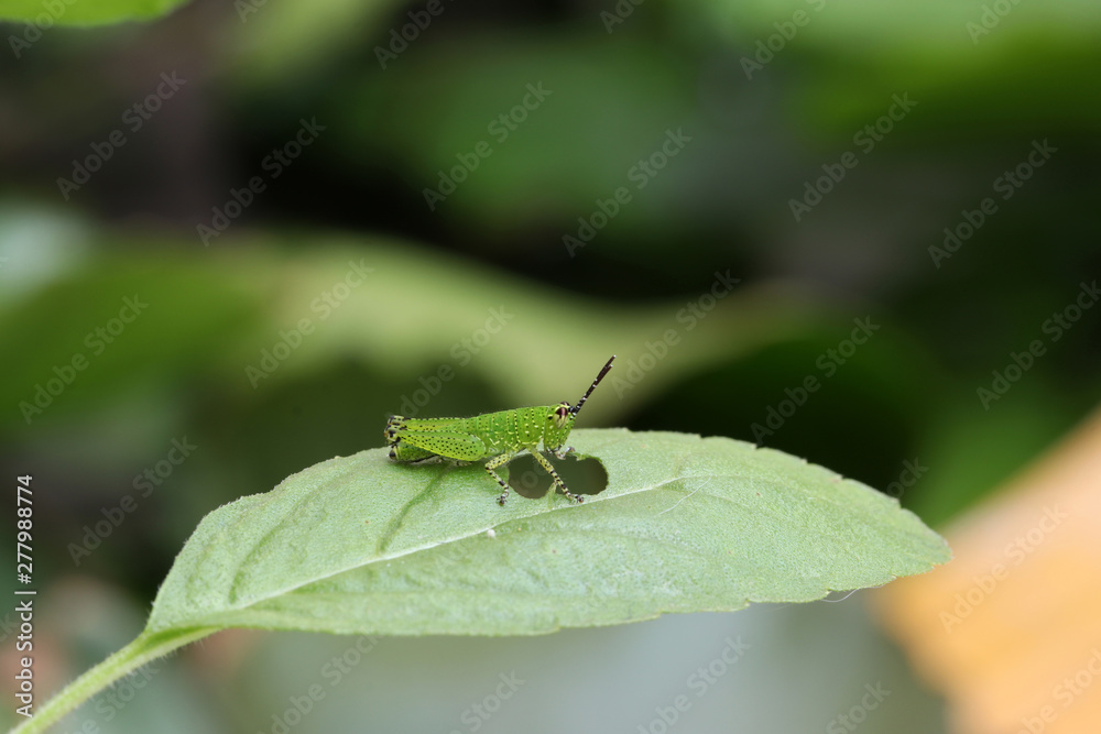 Green grasshopper on green leaf and eating the leaf. Green grasshopper on green leaf and eating the leaf.
