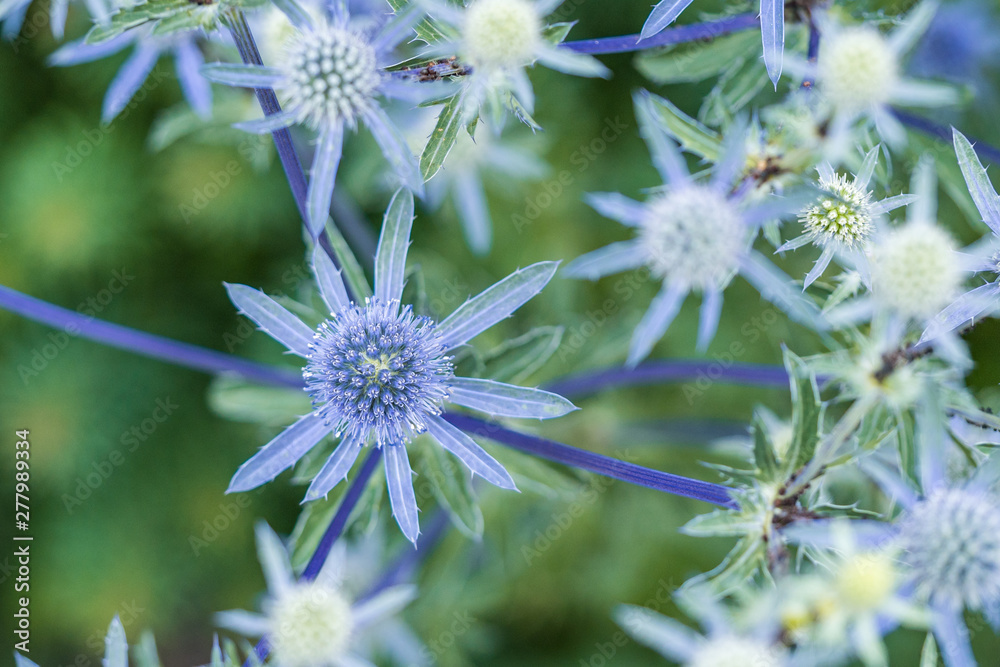 a bunch of purple SEA HOLLY flowers blooming in the park view from above a bunch of purple SEA HOLLY flowers blooming in the park view from above