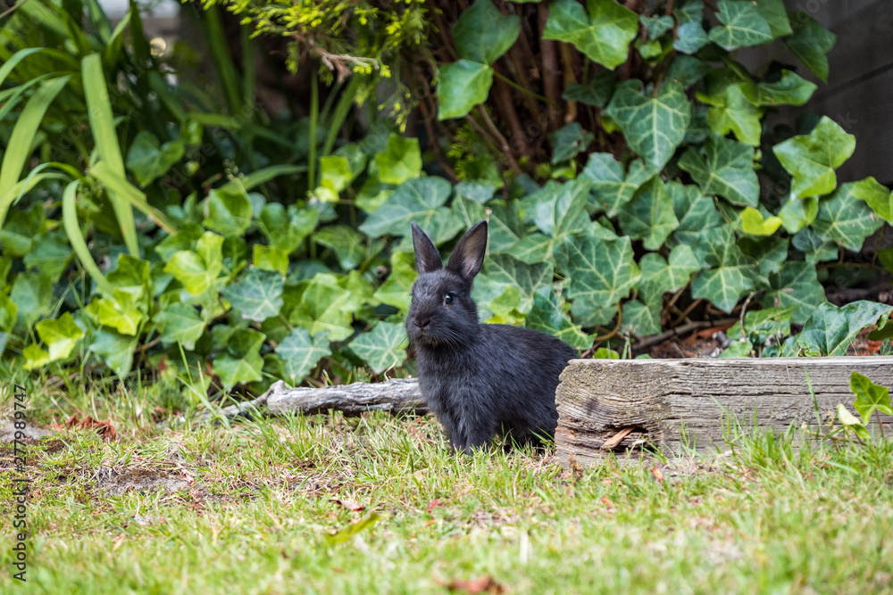 tiny cute black bunny sitting behind a wood bar in front of green bushes staring at you tiny cute black bunny sitting behind a wood bar in front of green bushes staring at you