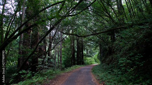 Redwoods forest road trail © existentia