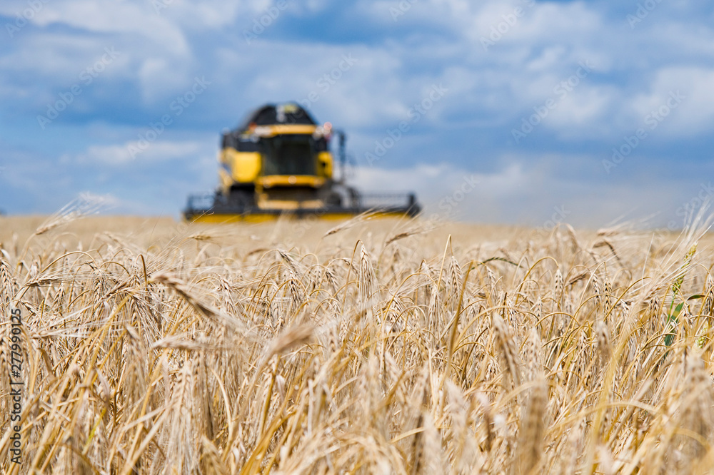 Obraz premium harvester machine