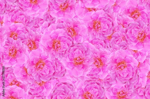 pink rose flower pattern background