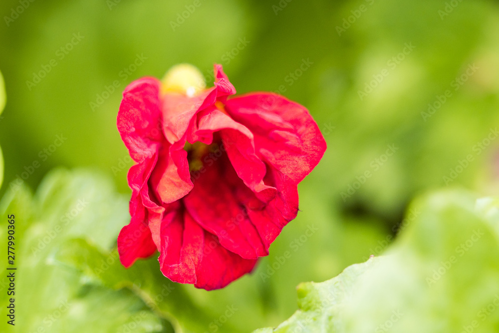 single red flower with folded petals  blooming with blurry green background