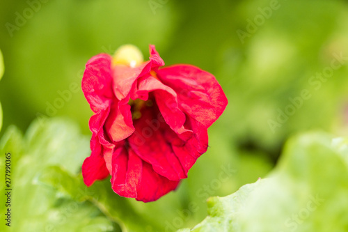 single red flower with folded petals blooming with blurry green background