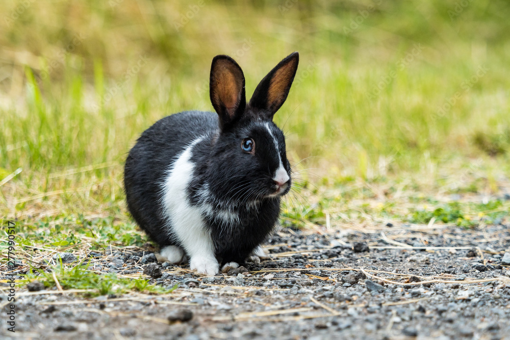 adorable black rabbit with blue eyes resting on gravel ground near the grass field with one arm covered with white fur adorable black rabbit with blue eyes resting on gravel ground near the grass field with one arm covered with white fur