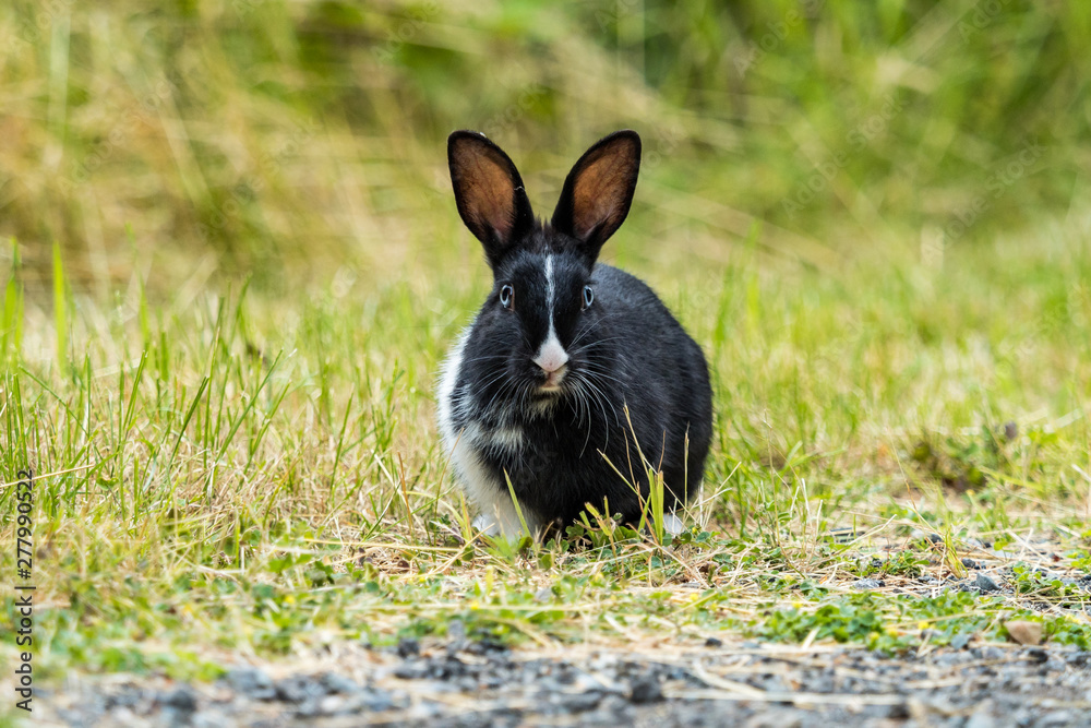 Fototapeta premium adorable black rabbit with blue eyes resting on gravel ground near the grass field with one arm covered with white fur staring at you