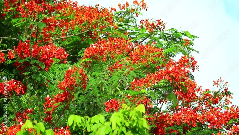 Flame Tree or Royal Poinciana in public park moving by soft wind1 Flame Tree or Royal Poinciana in public park moving by soft wind1