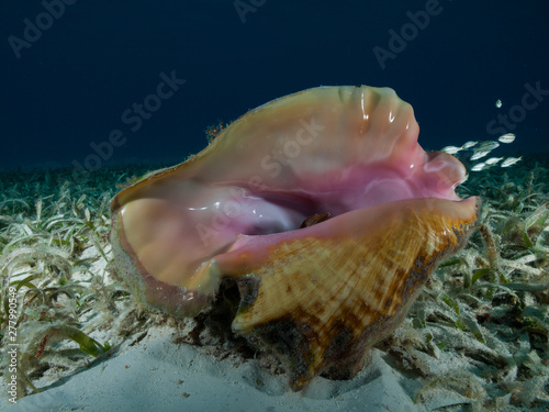 A Queen conch (Strombus gigas) lies on a shallow seagrass bed in the Caribbean Sea.